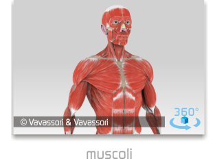 uomo, sistema muscolare, muscoli